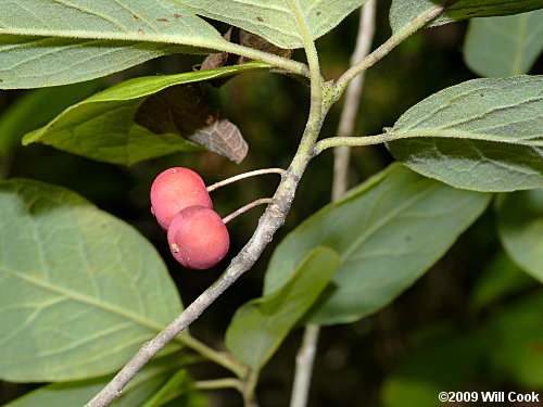 Sarvis Holly (Ilex amelanchier)