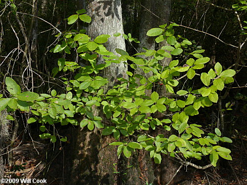 Sarvis Holly (Ilex amelanchier)