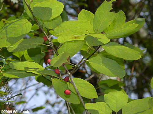 Sarvis Holly (Ilex amelanchier)