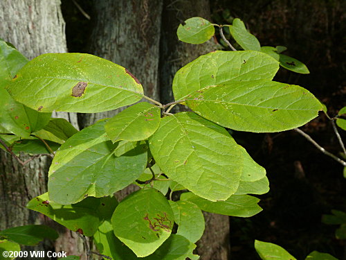 Sarvis Holly (Ilex amelanchier)