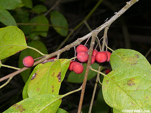 Sarvis Holly (Ilex amelanchier)