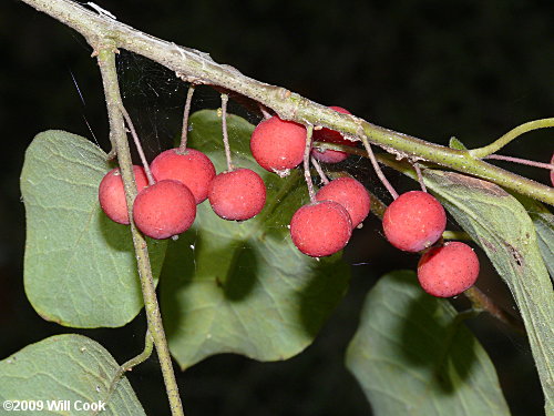 Sarvis Holly (Ilex amelanchier)