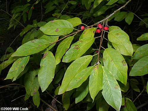 Sarvis Holly (Ilex amelanchier)