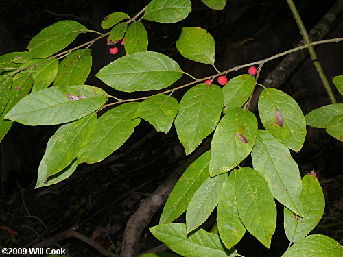 Sarvis Holly (Ilex amelanchier)