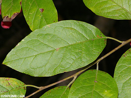 Sarvis Holly (Ilex amelanchier)