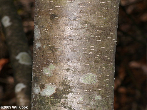 Sarvis Holly (Ilex amelanchier)