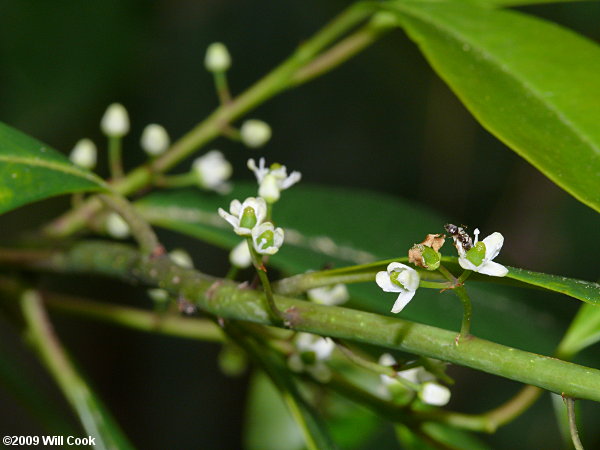 Dahoon (Ilex cassine) flowers