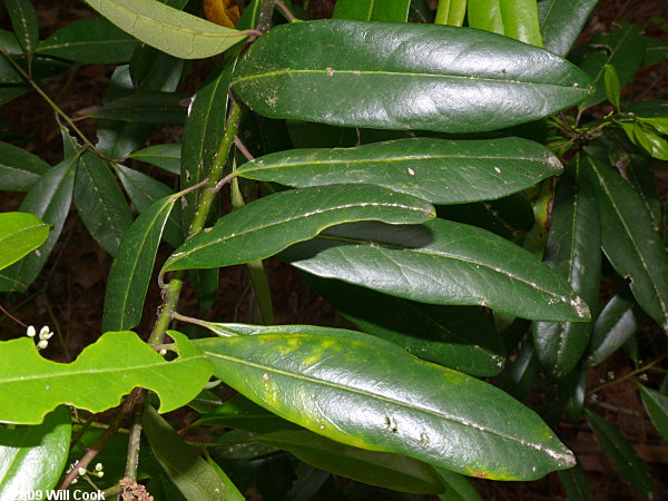 Dahoon (Ilex cassine) leaves