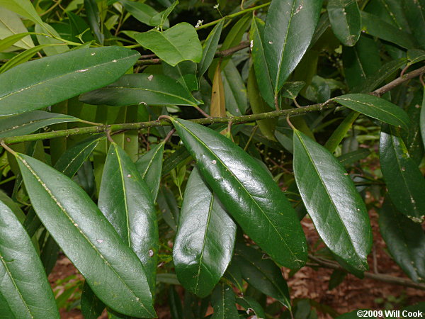 Dahoon (Ilex cassine) leaves