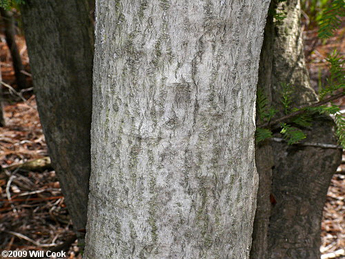 Dahoon (Ilex cassine) bark