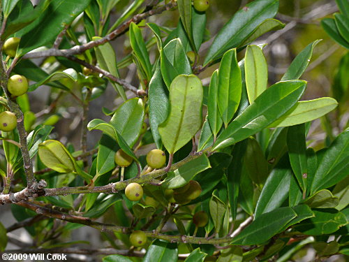 Dahoon (Ilex cassine)