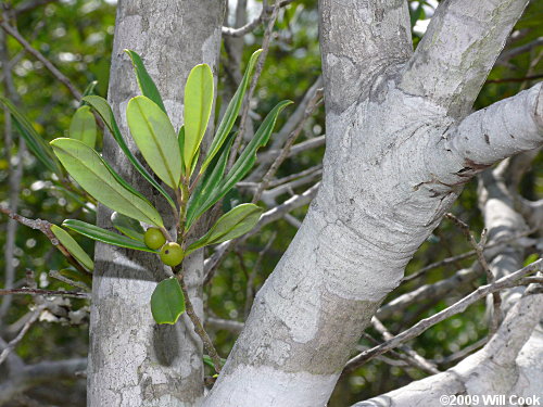 Dahoon (Ilex cassine) bark