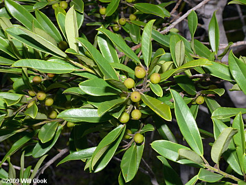 Dahoon (Ilex cassine)