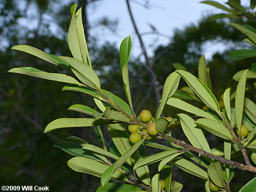 Dahoon (Ilex cassine)