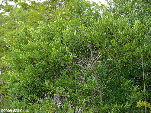 Dahoon (Ilex cassine)