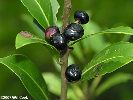 Large Gallberry (Ilex coriacea)