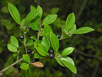 Large Gallberry (Ilex coriacea)