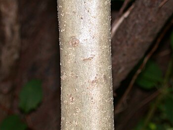 Chinese Holly (Ilex cornuta)