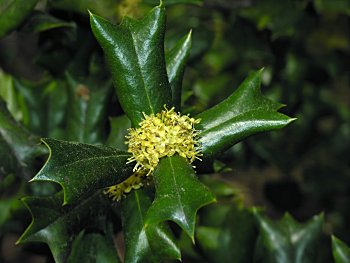 Chinese Holly (Ilex cornuta)