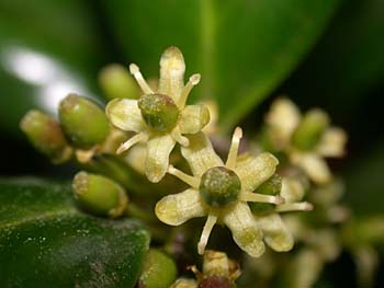 Chinese Holly (Ilex cornuta)