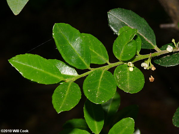 Japanese Holly (Ilex crenata)