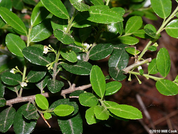 Japanese Holly (Ilex crenata)