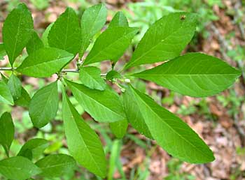 Possumhaw (Ilex decidua)