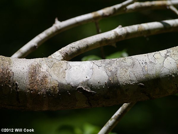 Possumhaw (Ilex decidua) bark