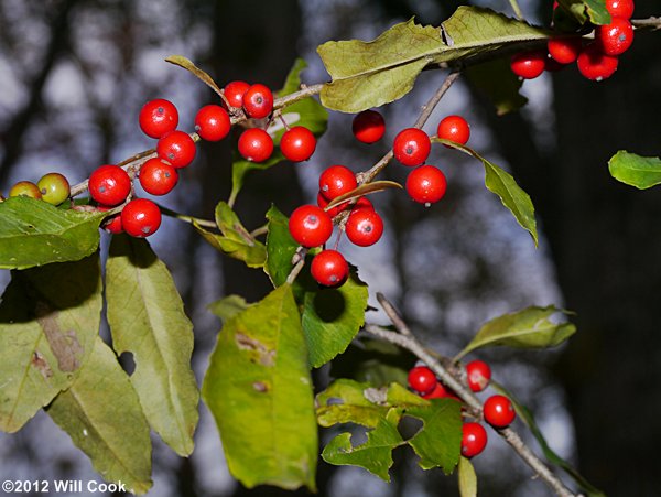 Possumhaw (Ilex decidua) fruit