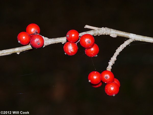 Possumhaw (Ilex decidua) fruit