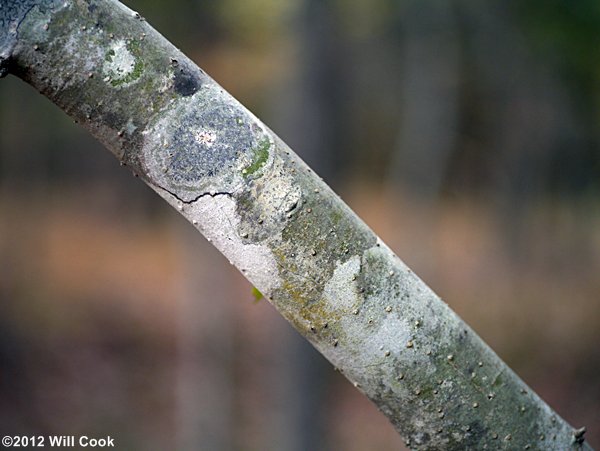 Possumhaw (Ilex decidua) bark