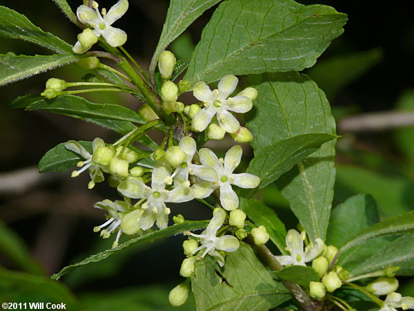 Possumhaw (Ilex decidua) flowers