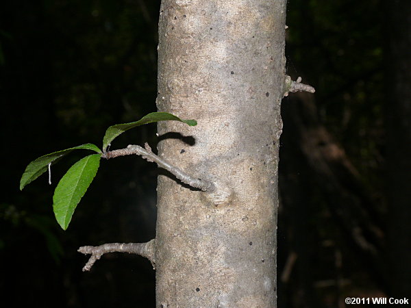 Possumhaw (Ilex decidua) bark