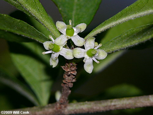 Possumhaw (Ilex decidua) flowers