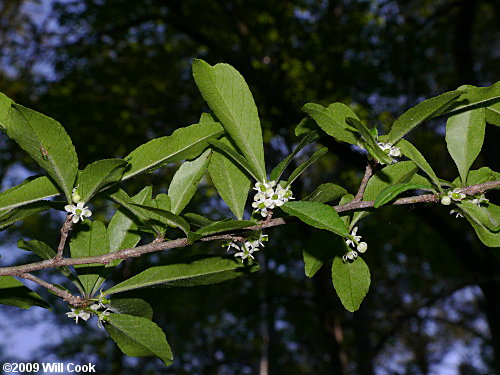 Possumhaw (Ilex decidua) flowers