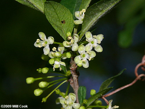 Possumhaw (Ilex decidua) flowers