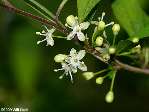 Possumhaw (Ilex decidua) flowers