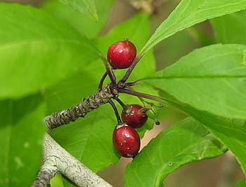 Possumhaw (Ilex decidua)