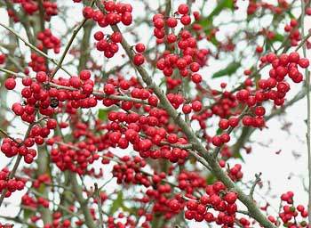 Possumhaw (Ilex decidua)