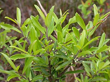 Myrtle Dahoon (Ilex myrtifolia)