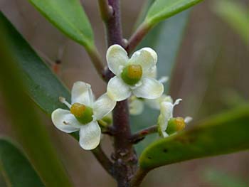 Myrtle Dahoon (Ilex myrtifolia) flower