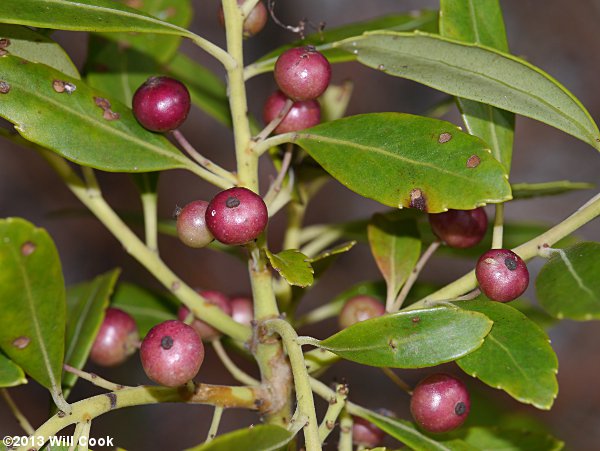 Inkberry (Ilex glabra) berries