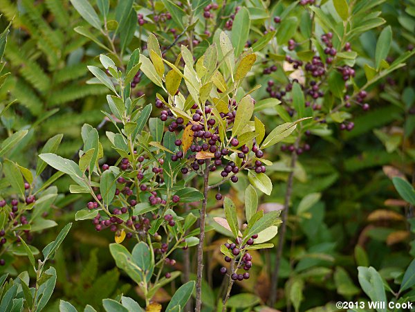 Inkberry (Ilex glabra) berries