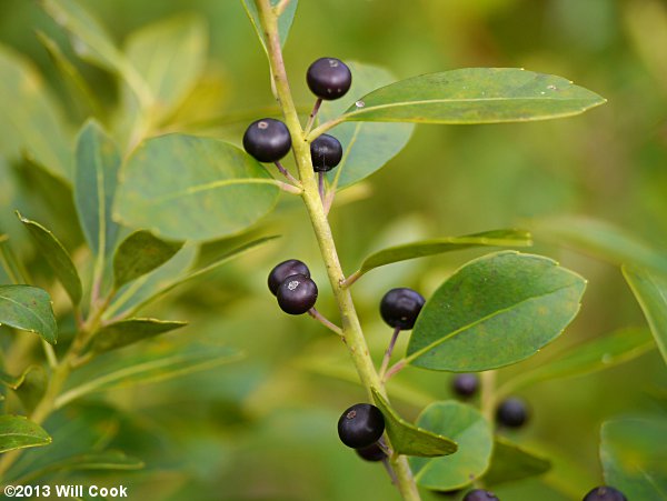 Inkberry (Ilex glabra) berries