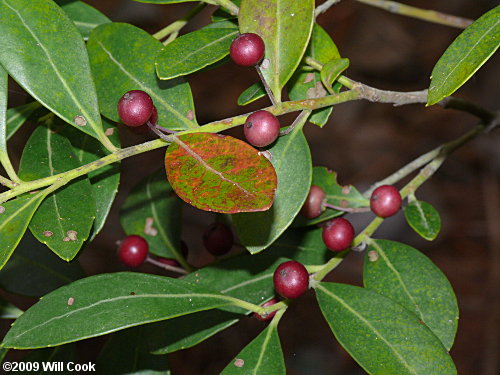 Inkberry (Ilex glabra) drupes