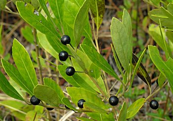 Inkberry (Ilex glabra) berries