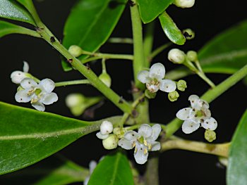Inkberry (Ilex glabra) flowers