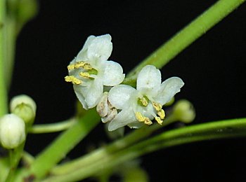 Inkberry (Ilex glabra) flowers