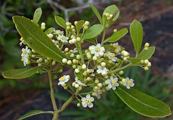 Inkberry (Ilex glabra) flowers