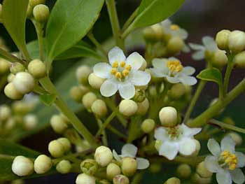 Inkberry (Ilex glabra) flowers